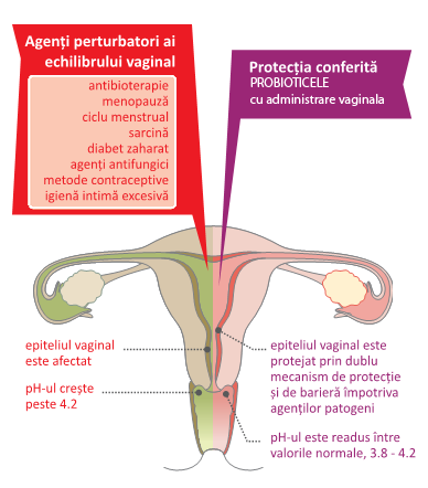 Diagrama modului de actiune a produsele probiotice care contin Lactobacillus Rhamnosus, cu administrare intravaginala in tratamentul contra Candida.